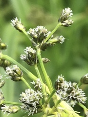 Scirpus sylvaticus