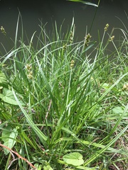 Carex otrubae