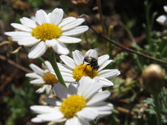 Leucostoma