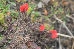 Castilleja nubigena