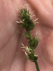Carex otrubae