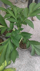Amorphophallus muelleri
