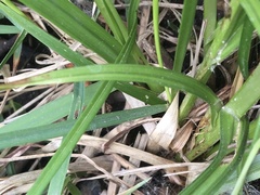 Carex otrubae