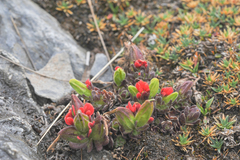 Castilleja nubigena