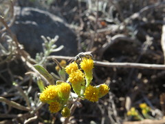 Halictus concinnus