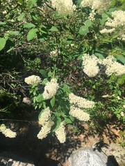 Ceanothus integerrimus macrothyrsus