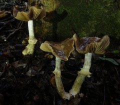 Cortinarius meleagris