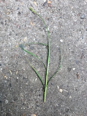 Carex otrubae