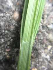 Carex otrubae