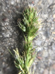 Carex otrubae