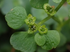 Chrysosplenium oppositifolium