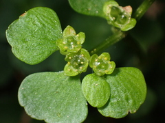 Chrysosplenium oppositifolium