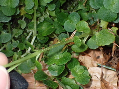 Chrysosplenium oppositifolium