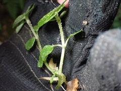 Chrysosplenium oppositifolium