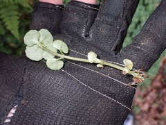 Chrysosplenium oppositifolium