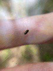 Litargus connexus