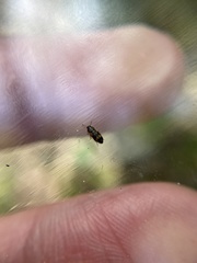 Litargus connexus