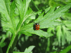 Cryptocephalus octopunctatus