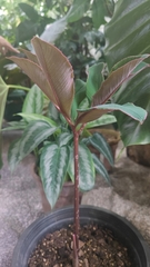 Amorphophallus atroviridis