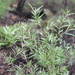 Leptospermum lamellatum - Photo (c) Darren Fielder, μερικά δικαιώματα διατηρούνται (CC BY-NC), uploaded by Darren Fielder