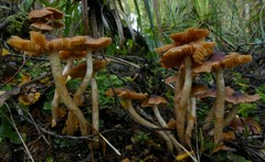 Cortinarius melimyxa