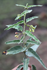 Leichhardtia microlepis