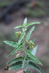 Leichhardtia microlepis