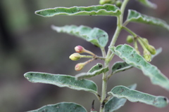 Leichhardtia microlepis