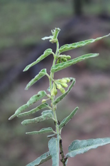Leichhardtia microlepis