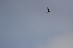 Aerodramus germani