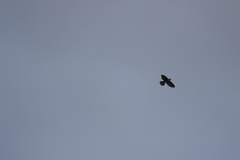 Aerodramus germani