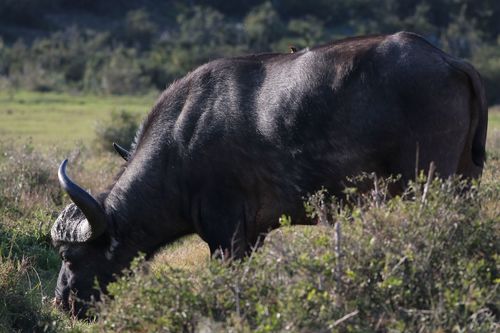 African buffalo