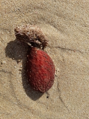 Gynandrocarpa placenta