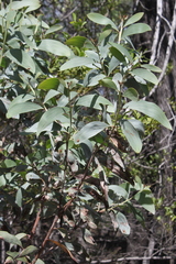 Acacia grandifolia