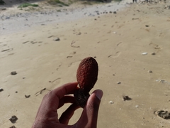 Gynandrocarpa placenta