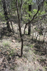 Acacia grandifolia