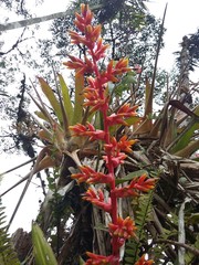 Guzmania multiflora