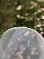 Allygidius abbreviatus