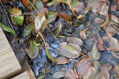 Potamogeton polygonifolius