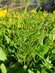 Equisetum arvense