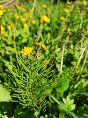 Equisetum arvense
