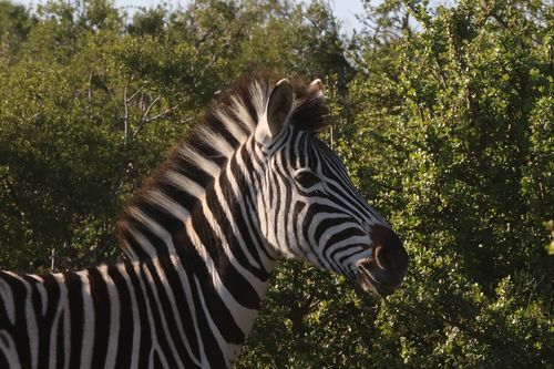Plains zebra