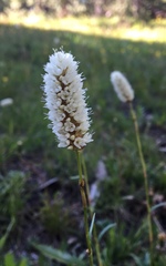 Bistorta bistortoides