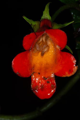 Gasteranthus perennis