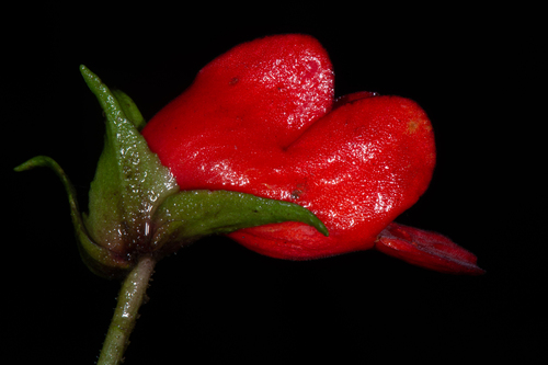 Gasteranthus perennis