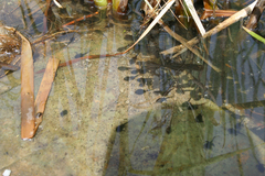 Anaxyrus americanus