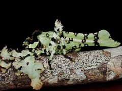 Trachyzulpha fruhstorferi