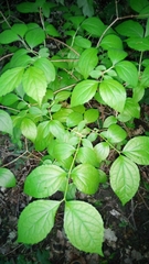 Philadelphus caucasicus