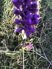 Anacamptis morio