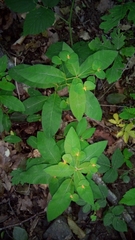 Euphorbia squamosa